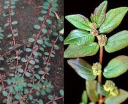 Cây cỏ sữa lá to có công dụng gì?