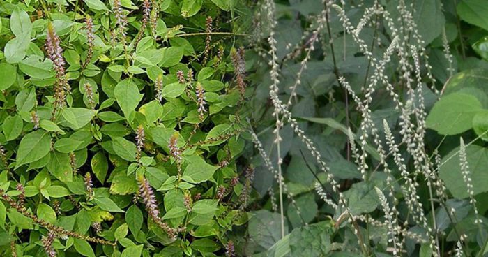 Các bài thuốc chữa bệnh từ cây cỏ xước