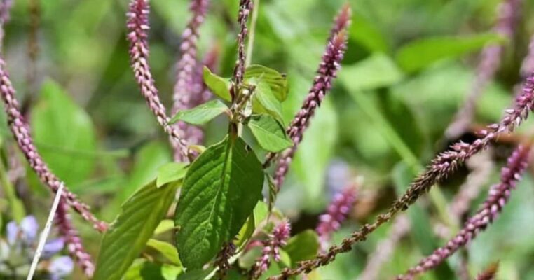 Tác dụng cây cỏ xước ngâm rượu