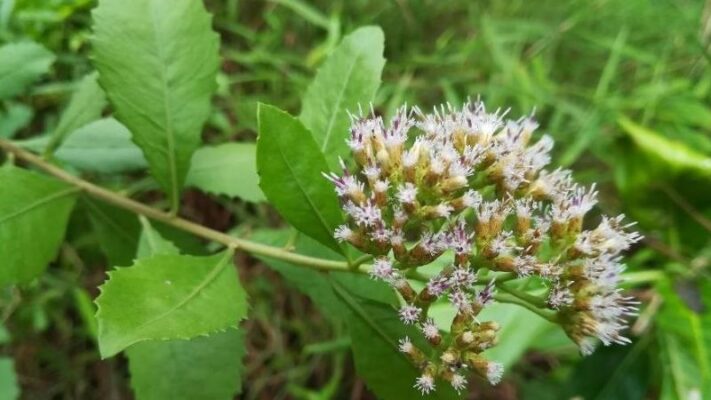 Tìm hiểu về cây cúc tần