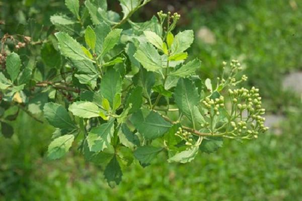 Cúc tần có tác dụng gì?