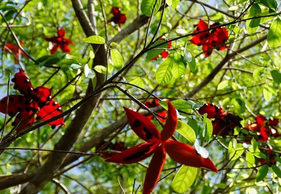 Hạt Sang có tác dụng gì?