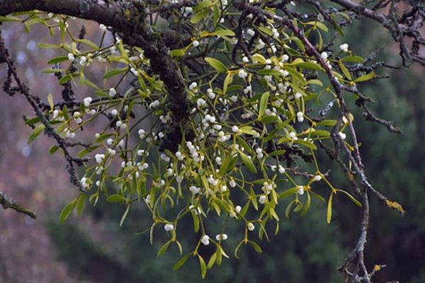 Tìm hiểu về cây tầm gửi và công dụng chữa bệnh