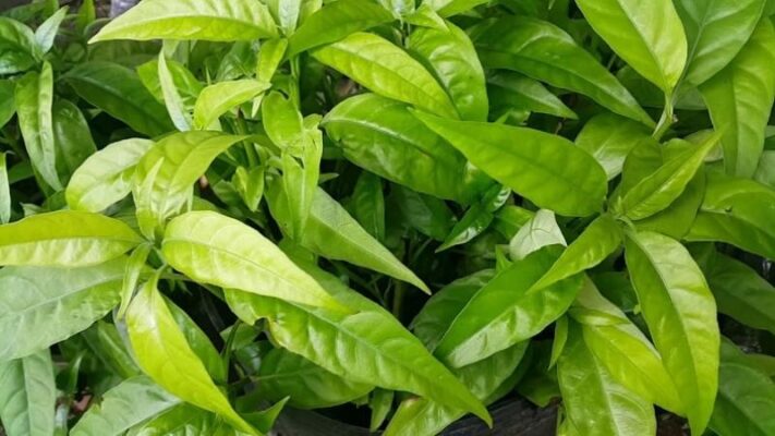 Tác dụng phụ của cây xương khỉ là gì