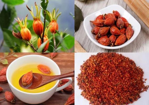 01 số bài thuốc chữa bệnh từ hạt dành dành