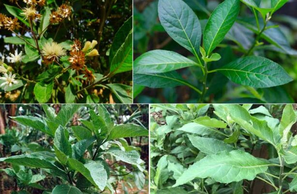 Lá mật gấu tươi uống có tác dụng gì?