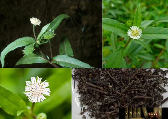 Tác dụng của cây nhọ nồi là gì