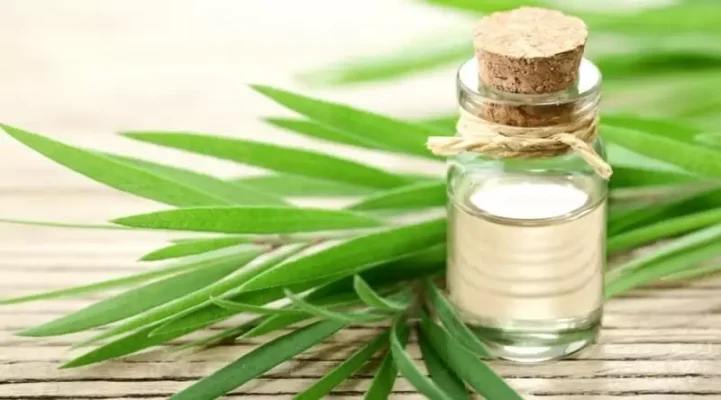 Cách dùng dầu tràm cho trẻ sơ sinh