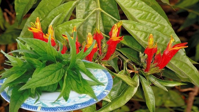 Cây xương khỉ trị bệnh gì