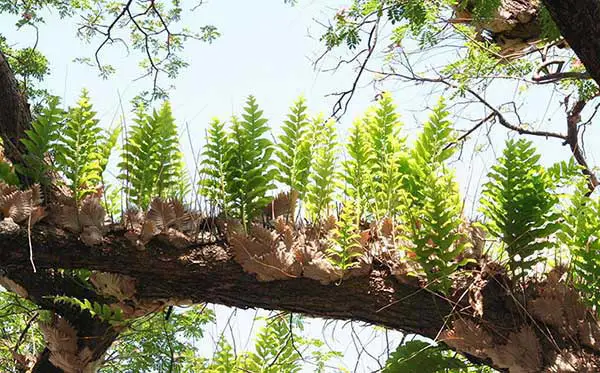 Cây cốt toái bổ