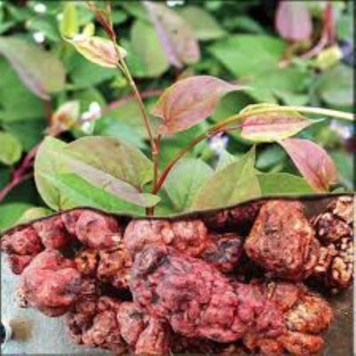 củ hà thủ ô có tác dụng gì