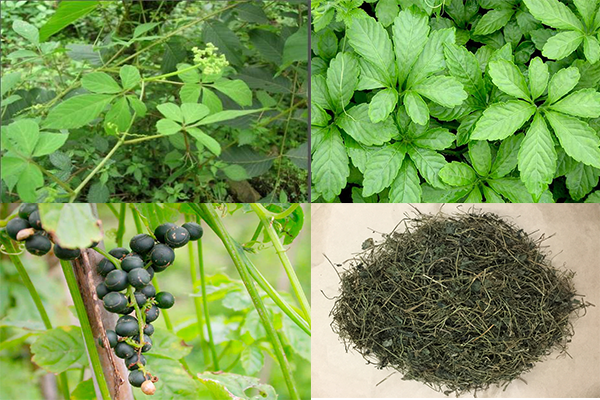 Giảo cổ lam chữa tiểu đường, mỡ máu