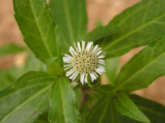 Nước nhọ nồi uống có tốt không?