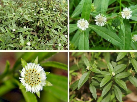 Uống nước cây nhọ nồi có tác dụng gì?