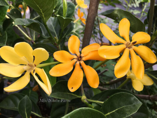 Hạt dành dành làm thuốc là gì