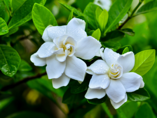 Lợi ích sức khỏe của cây dành dành