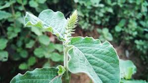 Tác dụng cây cỏ xước ngâm rượu