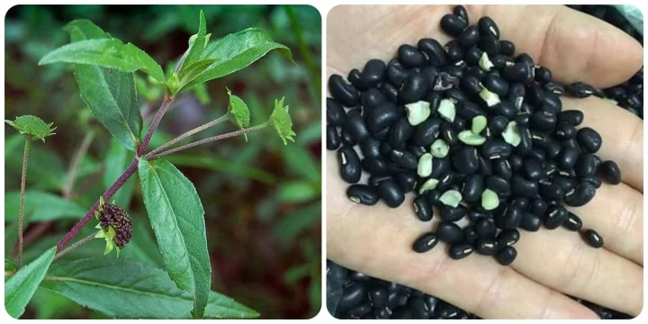Công dụng của cây cỏ mực và đậu đen