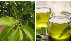 Có nên giảm cân bằng lá vối?