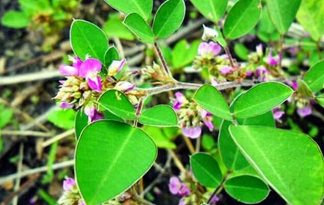 Kim tiền thảo có tác dụng, công dụng gì?