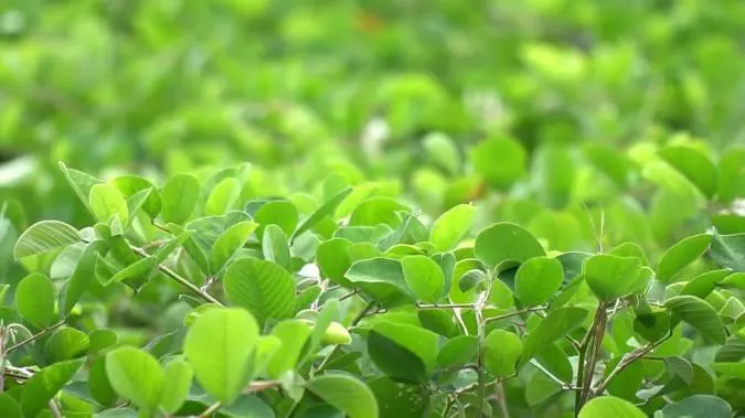 Công dụng của Kim tiền thảo