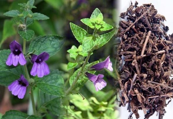 Một số bài thuốc từ cây nhân trần
