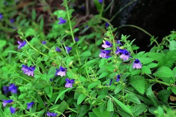 Một số bài thuốc từ cây nhân trần