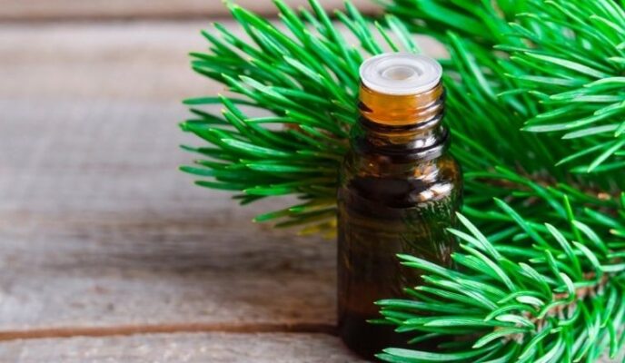 tinh dầu thông đỏ