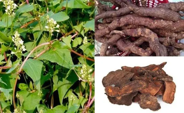 Viên uống hà thủ ô có tốt không?