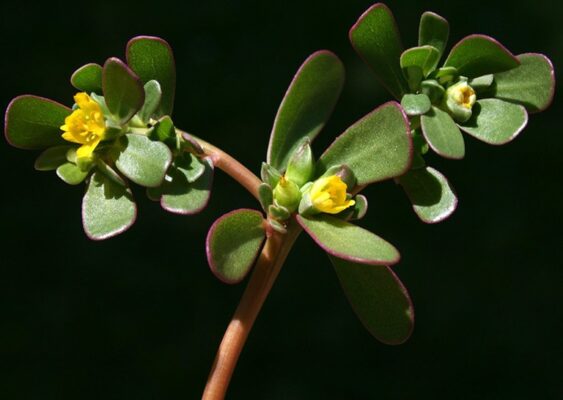 Lợi ích bất ngờ của rau sam