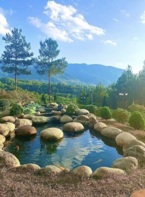 Đồi thông Than Uyên