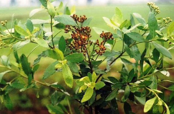 Các bài thuốc chữa bệnh từ cây cúc tần