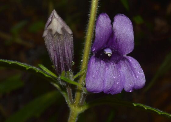 Uống nhiều nhân trần có tốt không?