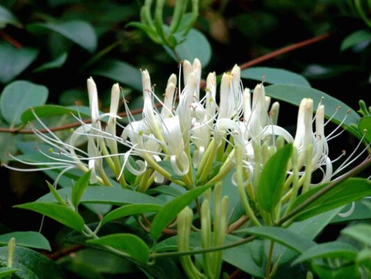 trà sơn mật hồng sâm