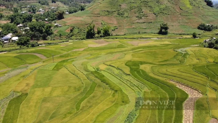 Đặc sản gạo Séng cù Than Uyên Lai Châu