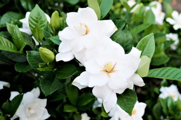 Cây dành dành có công dụng gì?