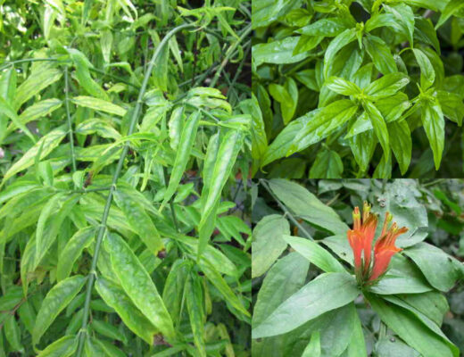 Cây xương khỉ trong bài thuốc chữa bệnh