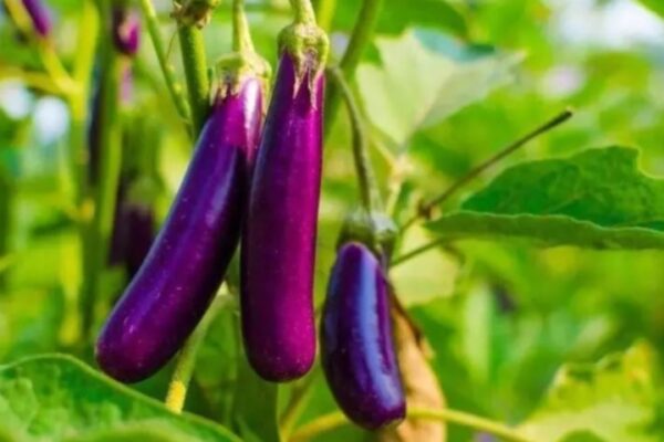 01 số lưu ý khi ăn cà tím