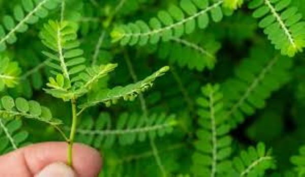 10 tác dụng của cây Diệp hạ châu