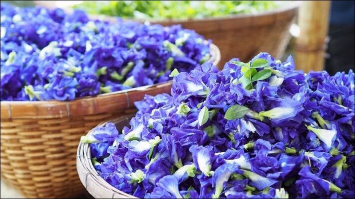 Cách sử dụng hoa đậu biếc