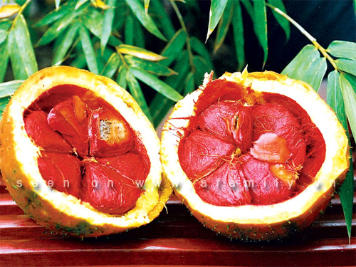 Hạt gấc có tác dụng gì?