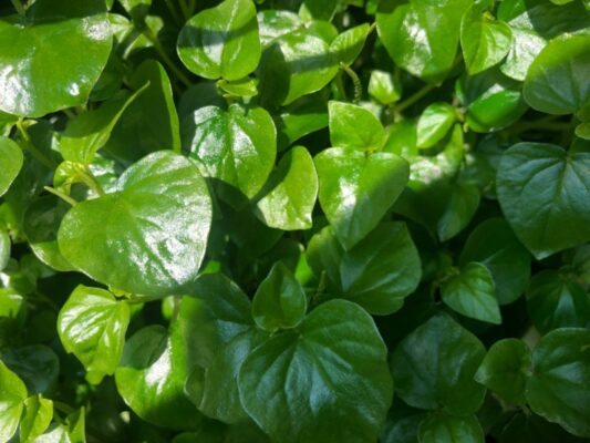 Những lợi ích của rau càng cua