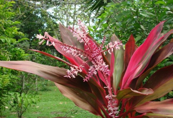 Những điều cần chú ý khi  sử dụng cây huyết dụ