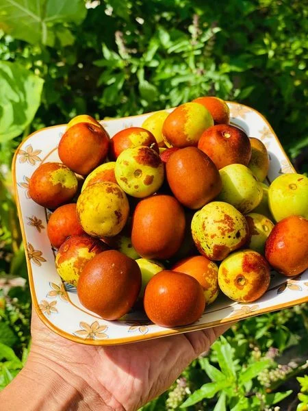 Tác dụng của hồng táo đối với sức khỏe