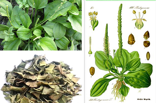 Tác dụng chữa bệnh của nước cây mã đề