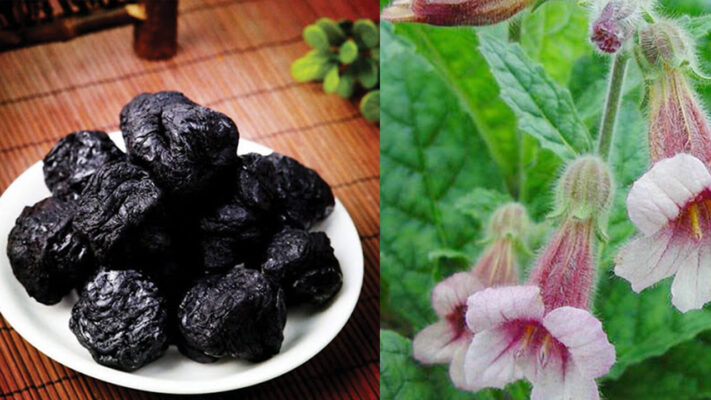 Công dụng của cây sinh địa với cơ thể