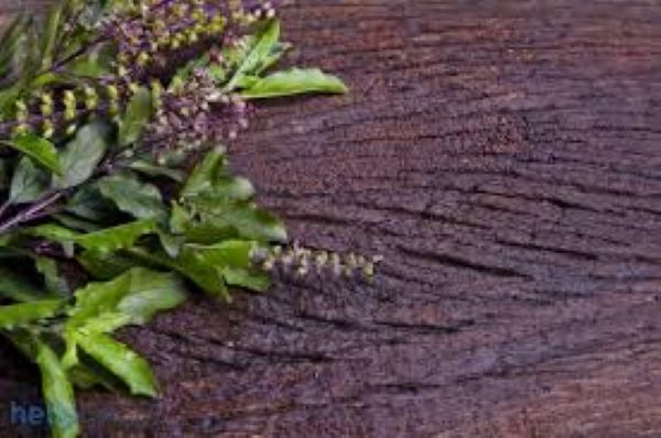 9 lợi ích của cây hương nhu tía