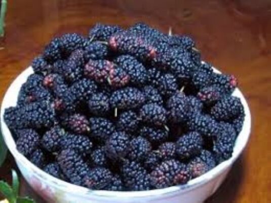 Bài thuốc dân gian từ quả dâu tằm