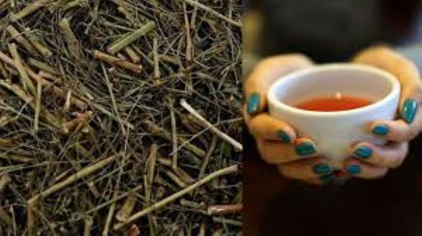 Bài thuốc từ cây chó đẻ răng cưa