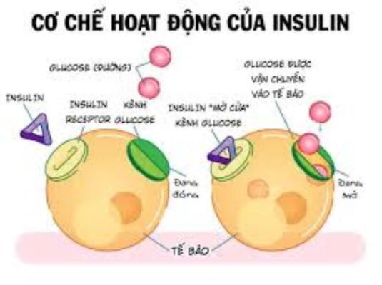 Tổng hợp các bài thuốc từ cây Kim tiền thảo